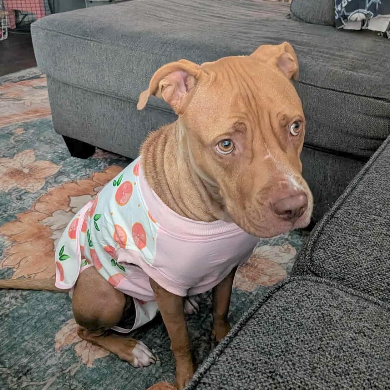 Enlarge Cinnamon Sugar, a Adoptable mixed breed in Fort Lupton, CO image 2/6