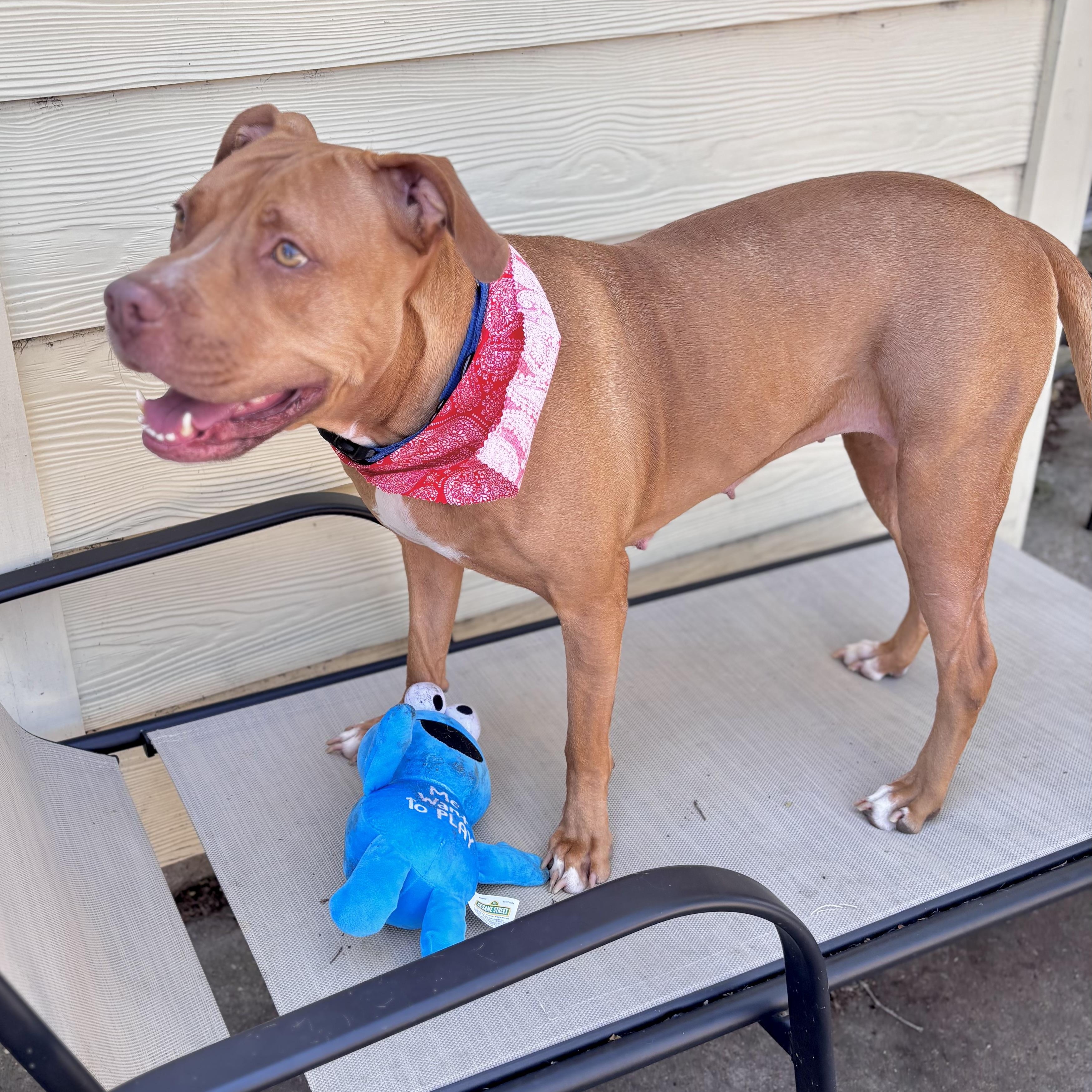 Enlarge Cinnamon Sugar, a Adoptable mixed breed in Fort Lupton, CO image 5/6