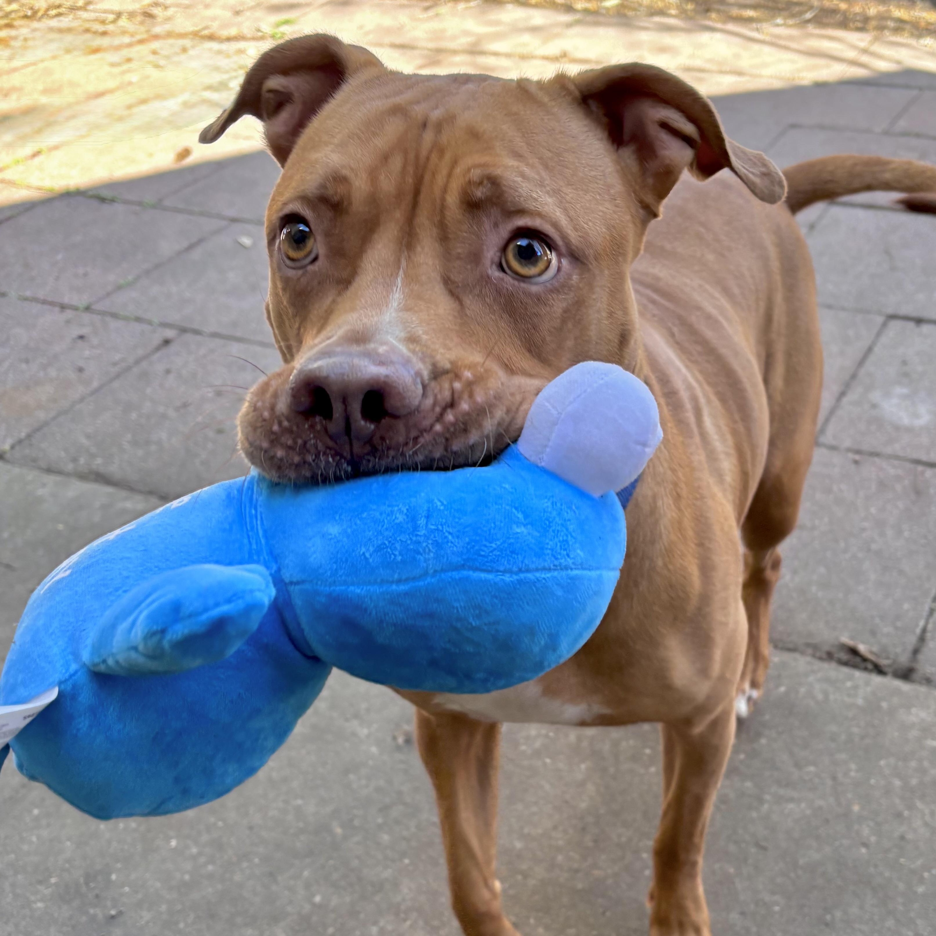 Enlarge Cinnamon Sugar, a Adoptable mixed breed in Fort Lupton, CO image 1/6