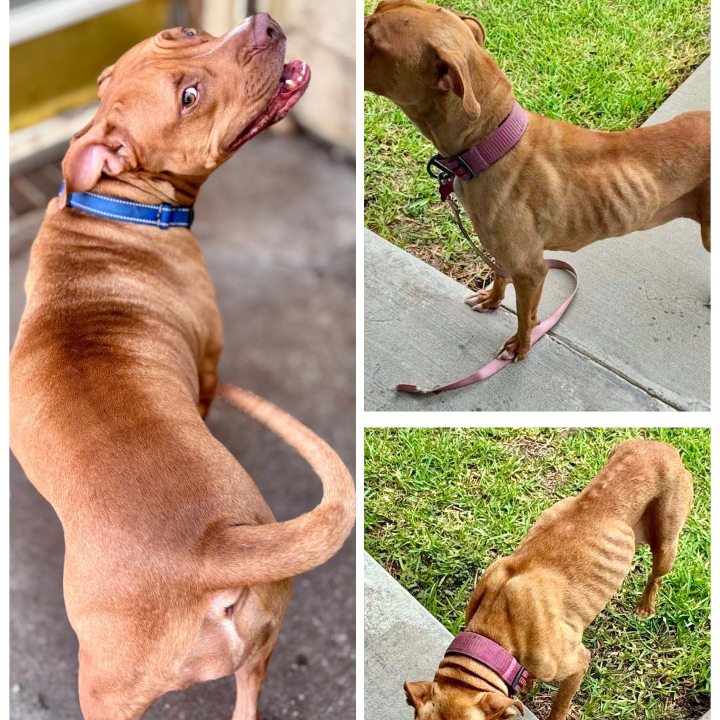 Enlarge Cinnamon Sugar, a Adoptable mixed breed in Fort Lupton, CO image 6/6