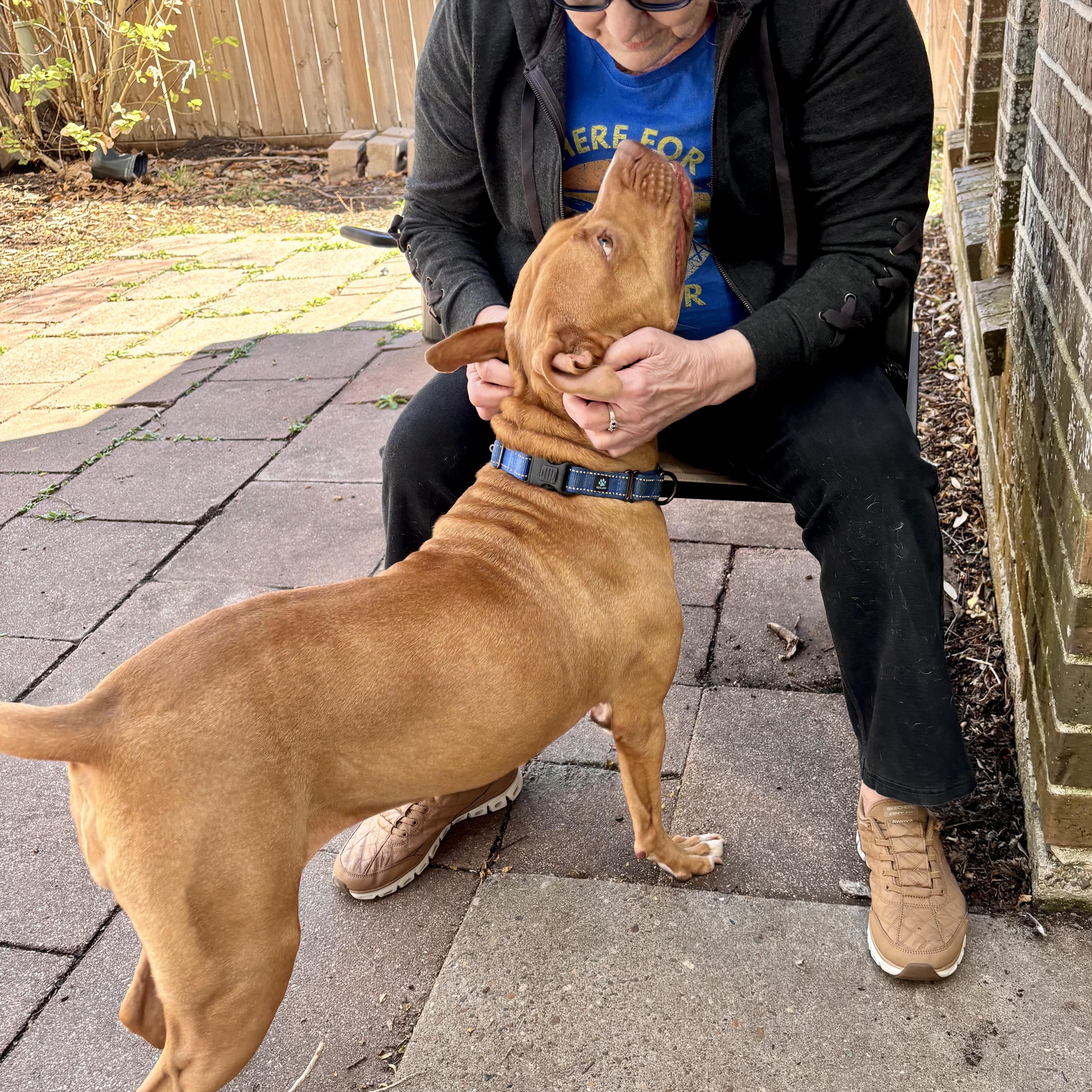 Enlarge Cinnamon Sugar, a Adoptable mixed breed in Fort Lupton, CO image 3/6