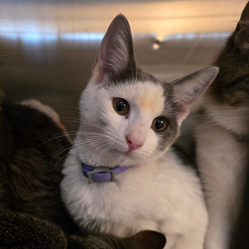 Purrsia, Adoptable, Kitten Female Domestic Short Hair.