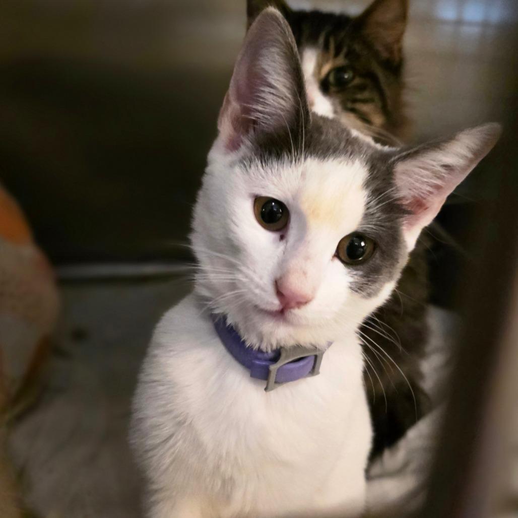 Enlarge Purrsia, a Adoptable Domestic Short Hair in Glenfield, NY image 2/3