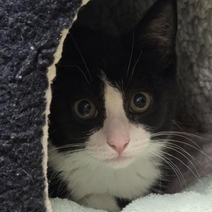 Enlarge Phoenix, a Adoptable mixed breed in Voorhees, NJ image 1/1