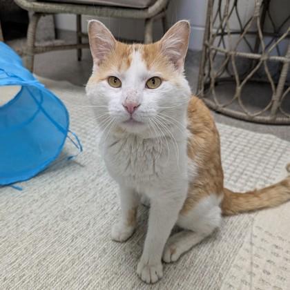 Enlarge Giuseppe, a Adoptable mixed breed in Wheaton, IL image 1/3