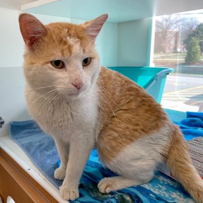 Enlarge Giuseppe, a Adoptable mixed breed in Wheaton, IL image 2/3