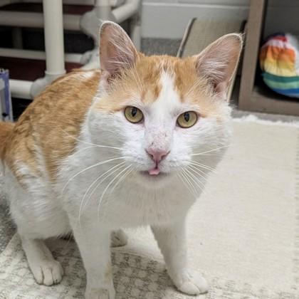 Enlarge Giuseppe, a Adoptable mixed breed in Wheaton, IL image 3/3