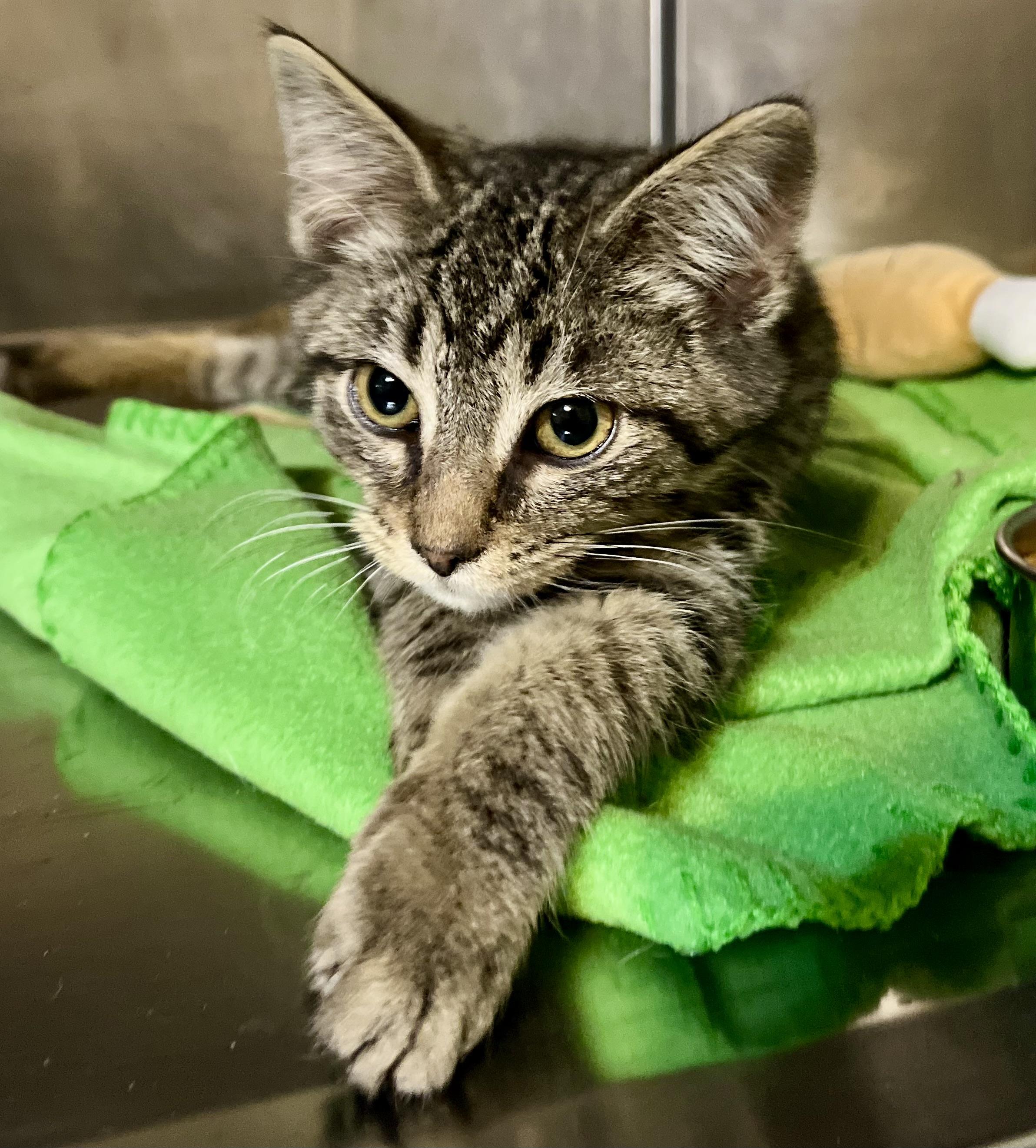 Buddy, adopted, Kitten Male Domestic Short Hair.