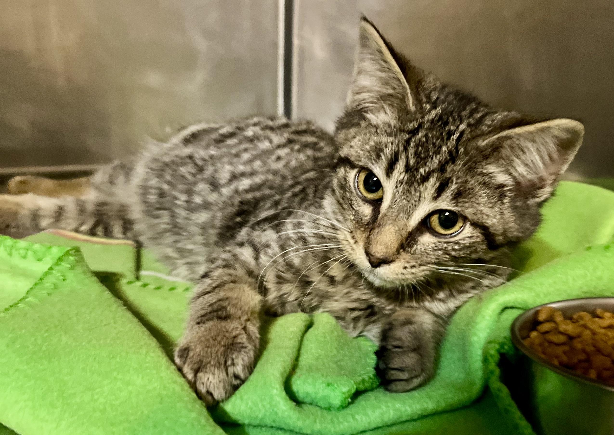 Enlarge Buddy, an adopted Domestic Short Hair in Seville, OH image 2/3