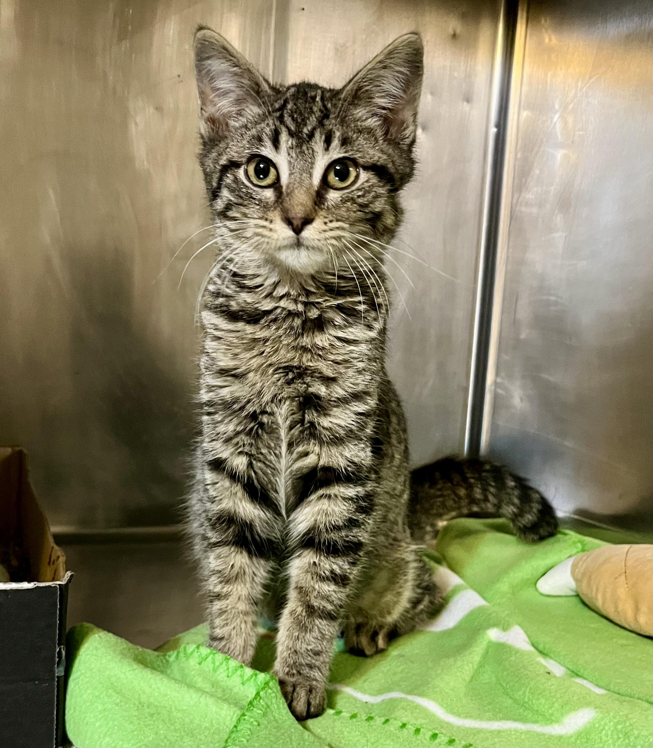 Enlarge Buddy, an adopted Domestic Short Hair in Seville, OH image 3/3