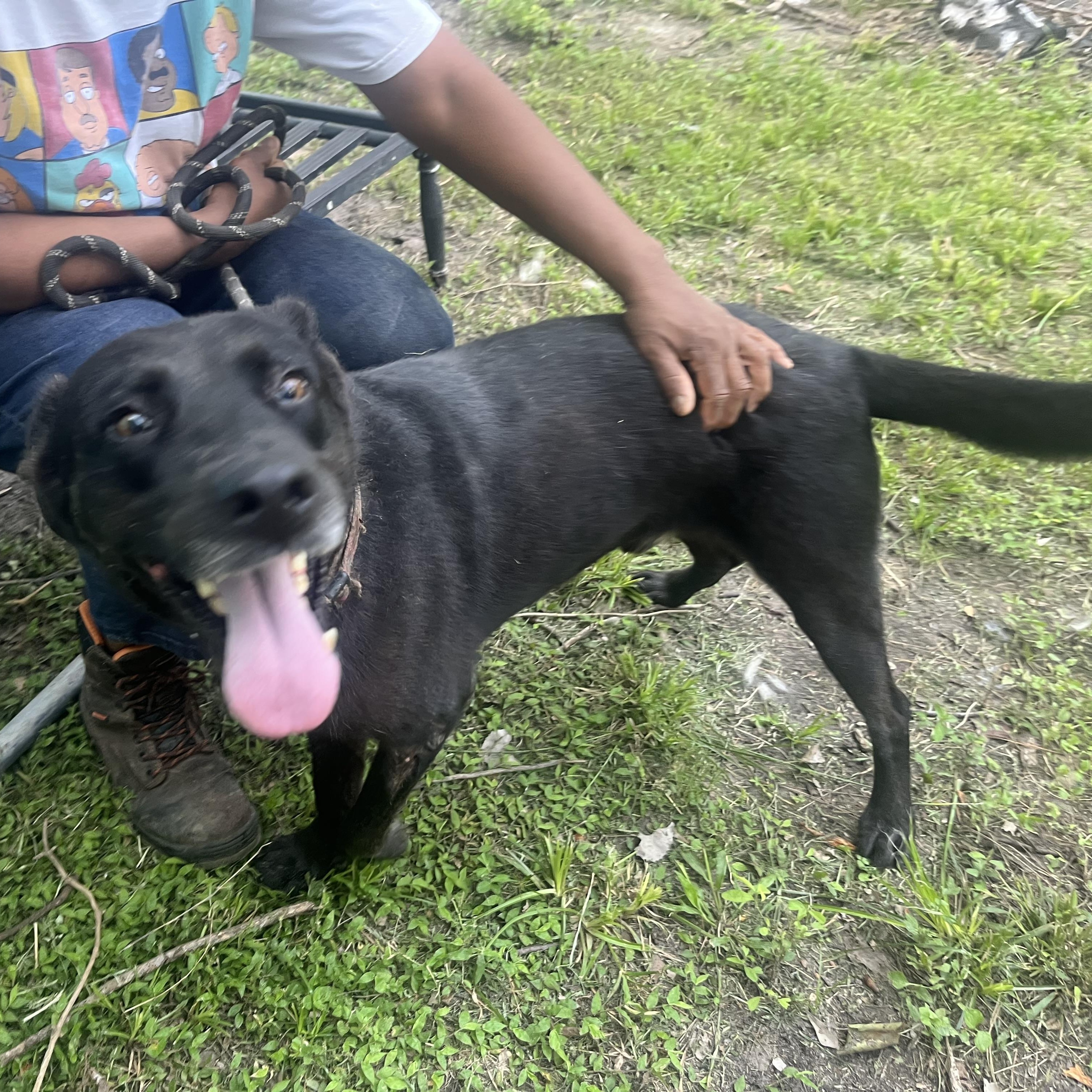 KING, a Adoptable mixed breed in Madison, WI image 3/6