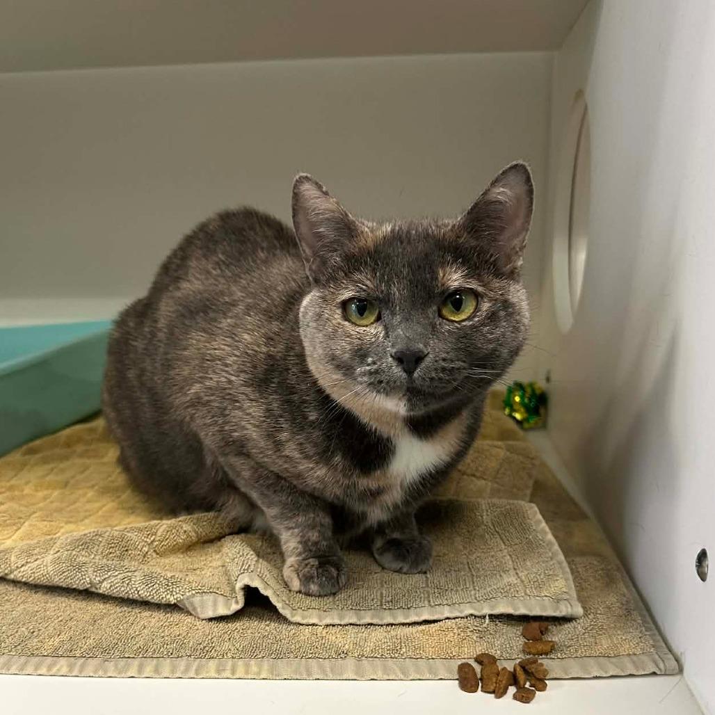 Enlarge Gracie May, a Adoptable Domestic Short Hair in Greensboro, NC image 1/2