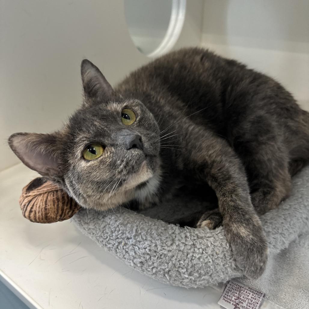 Enlarge Gracie May, a Adoptable Domestic Short Hair in Greensboro, NC image 2/2