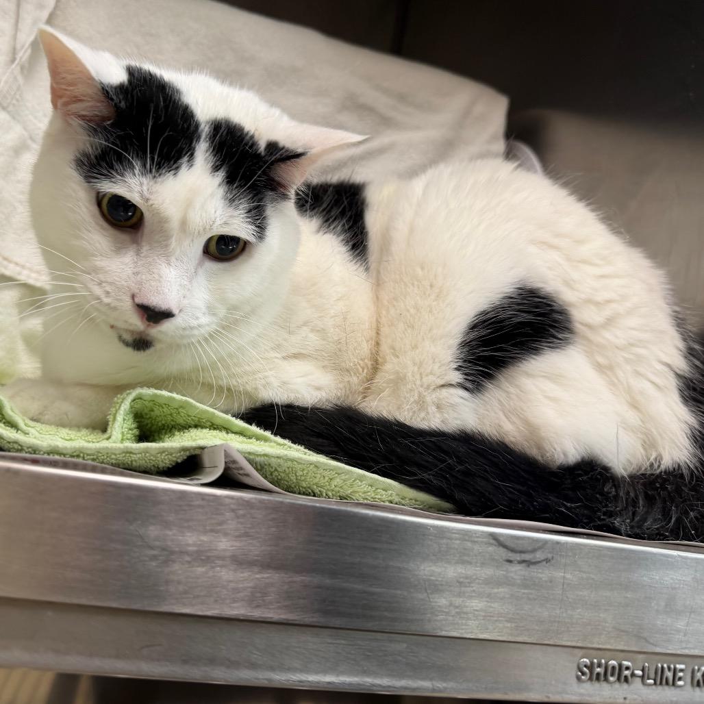 Mo, Adoptable, Senior Male Domestic Medium Hair.