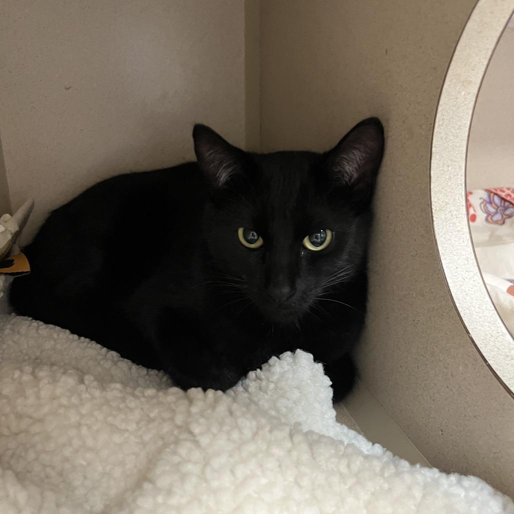 Yamaha, Adoptable, Young Male Domestic Short Hair & Mixed Breed.