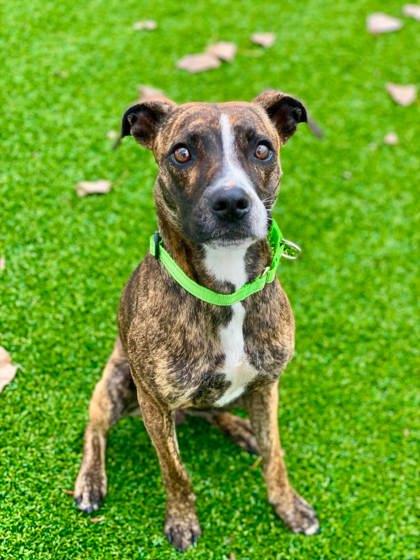 Sofie, Adoptable, Adult Female Mixed Breed & Mixed Breed.