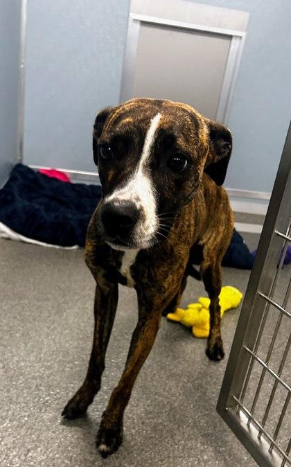 Enlarge Sofie, a Adoptable mixed breed in Munster, IN image 2/2