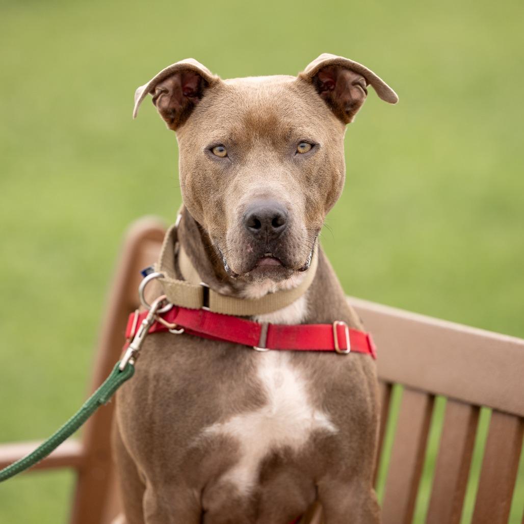James Bond, Adoptable, Adult Male Mixed Breed.