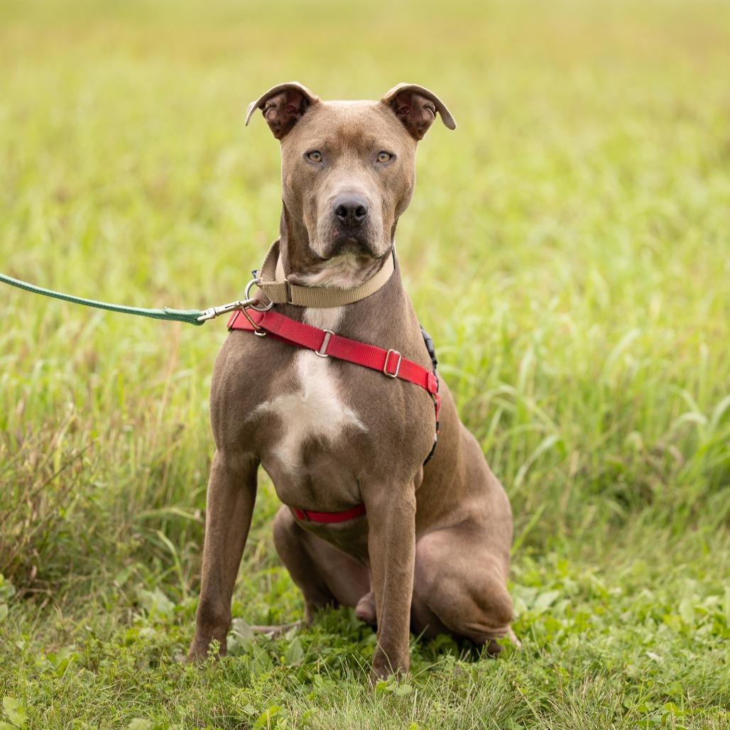 James Bond, a Adoptable Mixed Breed in Waukesha, WI image 2/5