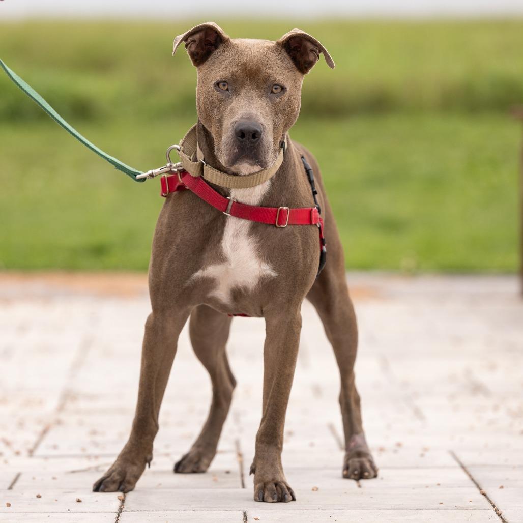 James Bond, a Adoptable Mixed Breed in Waukesha, WI image 3/5
