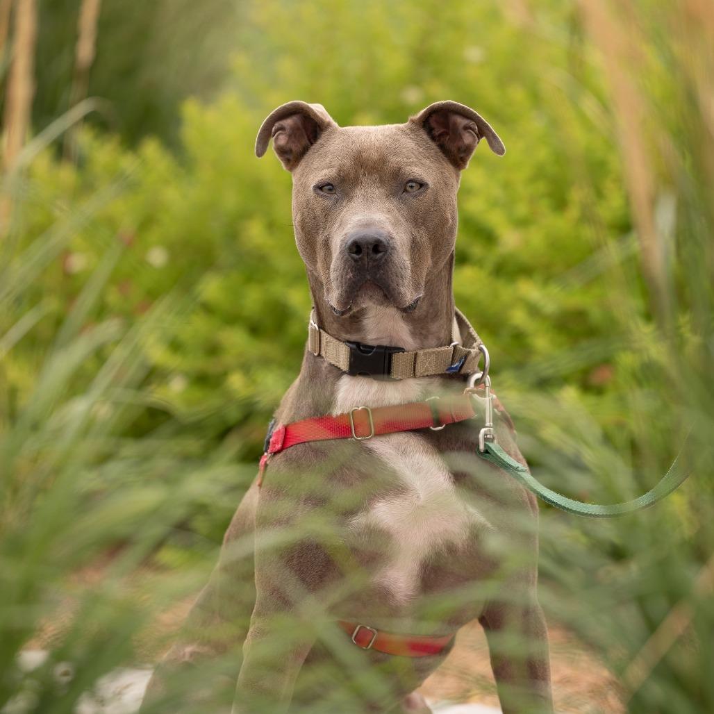 James Bond, a Adoptable Mixed Breed in Waukesha, WI image 4/5