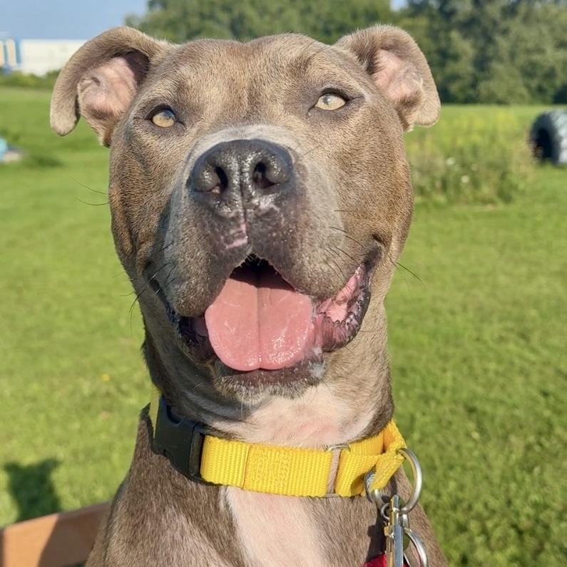 James Bond, a Adoptable Mixed Breed in Waukesha, WI image 5/5