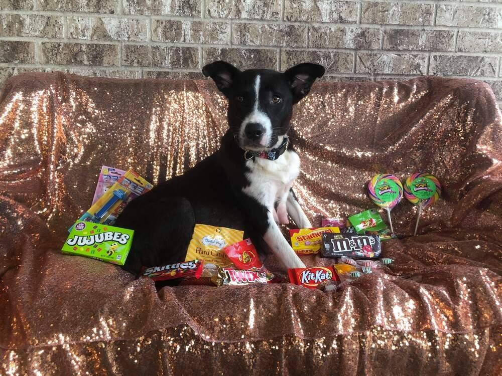 Jujubee nka Yoyo, Adopted, Puppy Male Pit Bull Terrier & Border Collie.