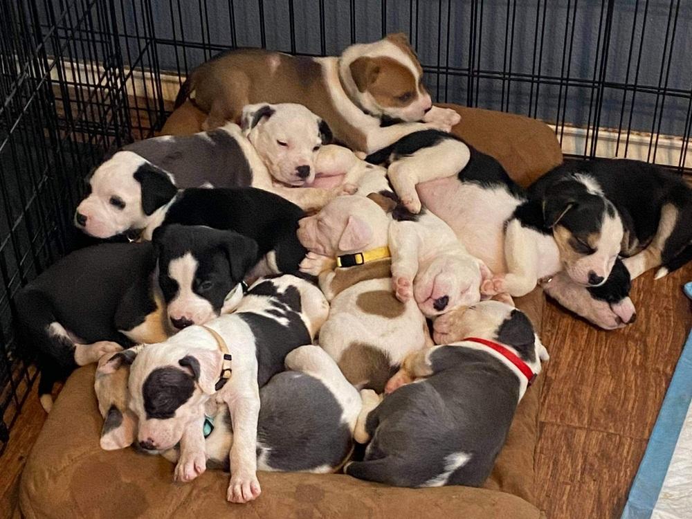 Enlarge Jujubee nka Yoyo, a Adopted mixed breed in Houston, TX image 2/4