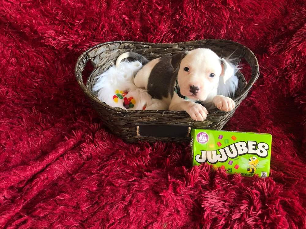 Enlarge Jujubee nka Yoyo, a Adopted mixed breed in Houston, TX image 3/4