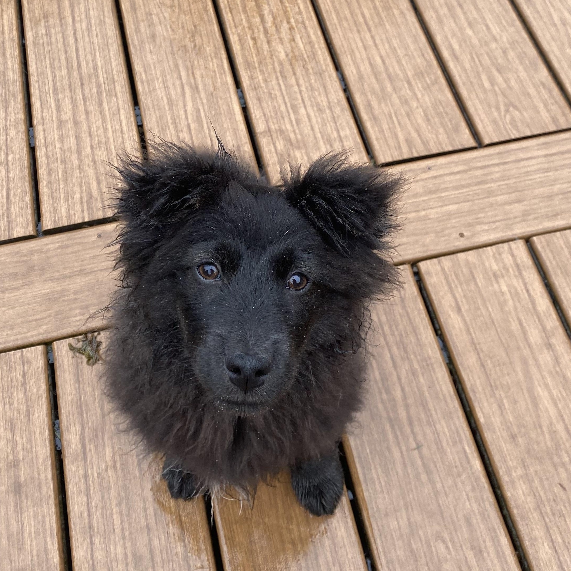 Beth, Adoptable, Puppy Female Chow Chow.