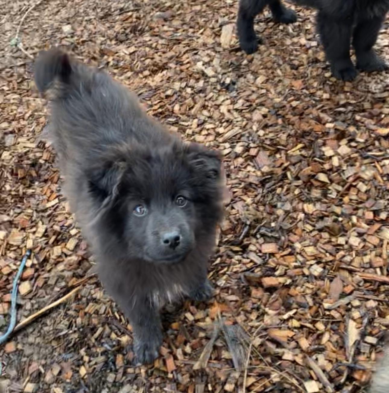 Beth, a Adoptable mixed breed in Sammamish, WA image 5/5