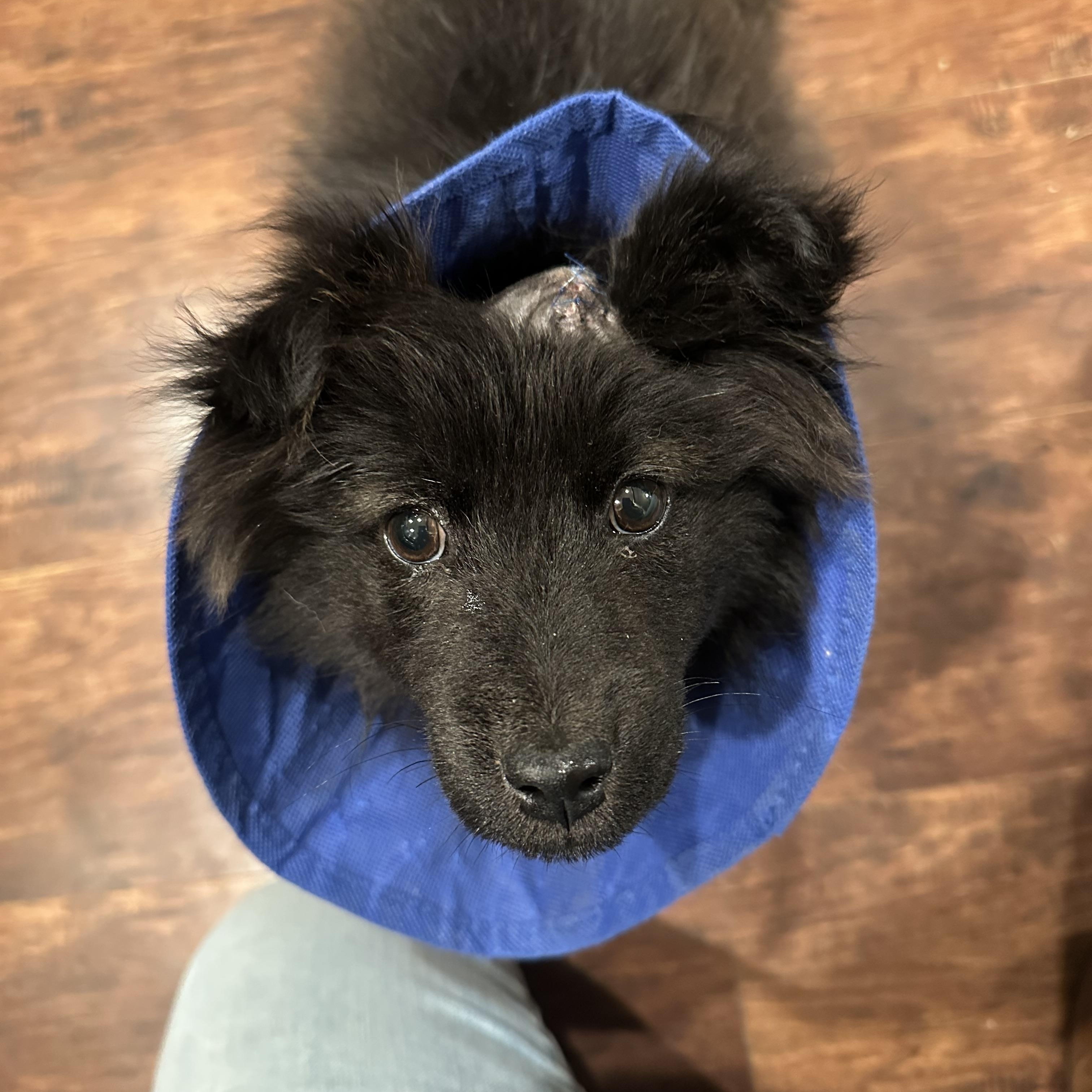 Beth, a Adoptable mixed breed in Sammamish, WA image 2/5