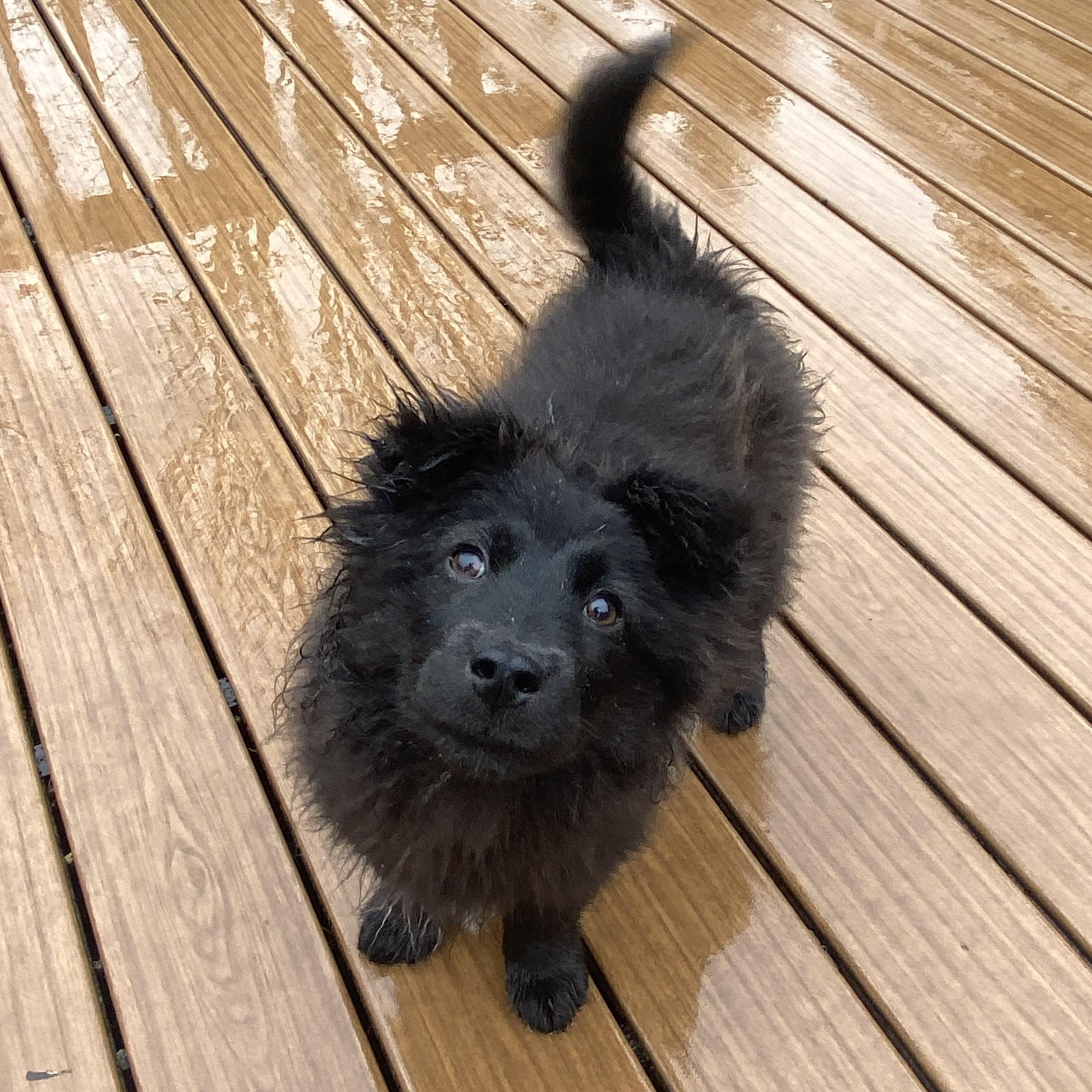 Enlarge Beth, a Adoptable mixed breed in Sammamish, WA image 5/6