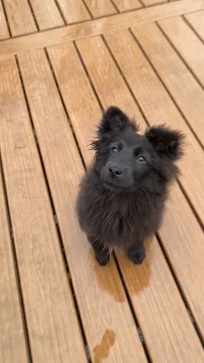 Enlarge Beth, a Adoptable mixed breed in Sammamish, WA video 6/6