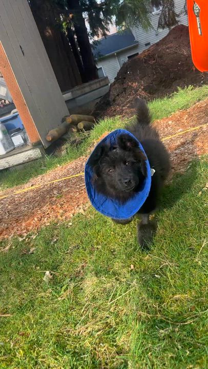 Enlarge Beth, a Adoptable mixed breed in Sammamish, WA video 3/5