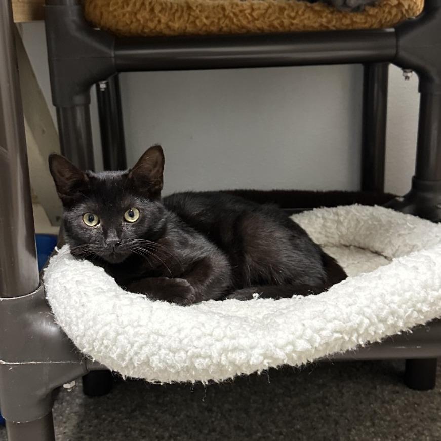 Enlarge Batty, a Adoptable American Shorthair in Blue Ridge, GA image 1/2