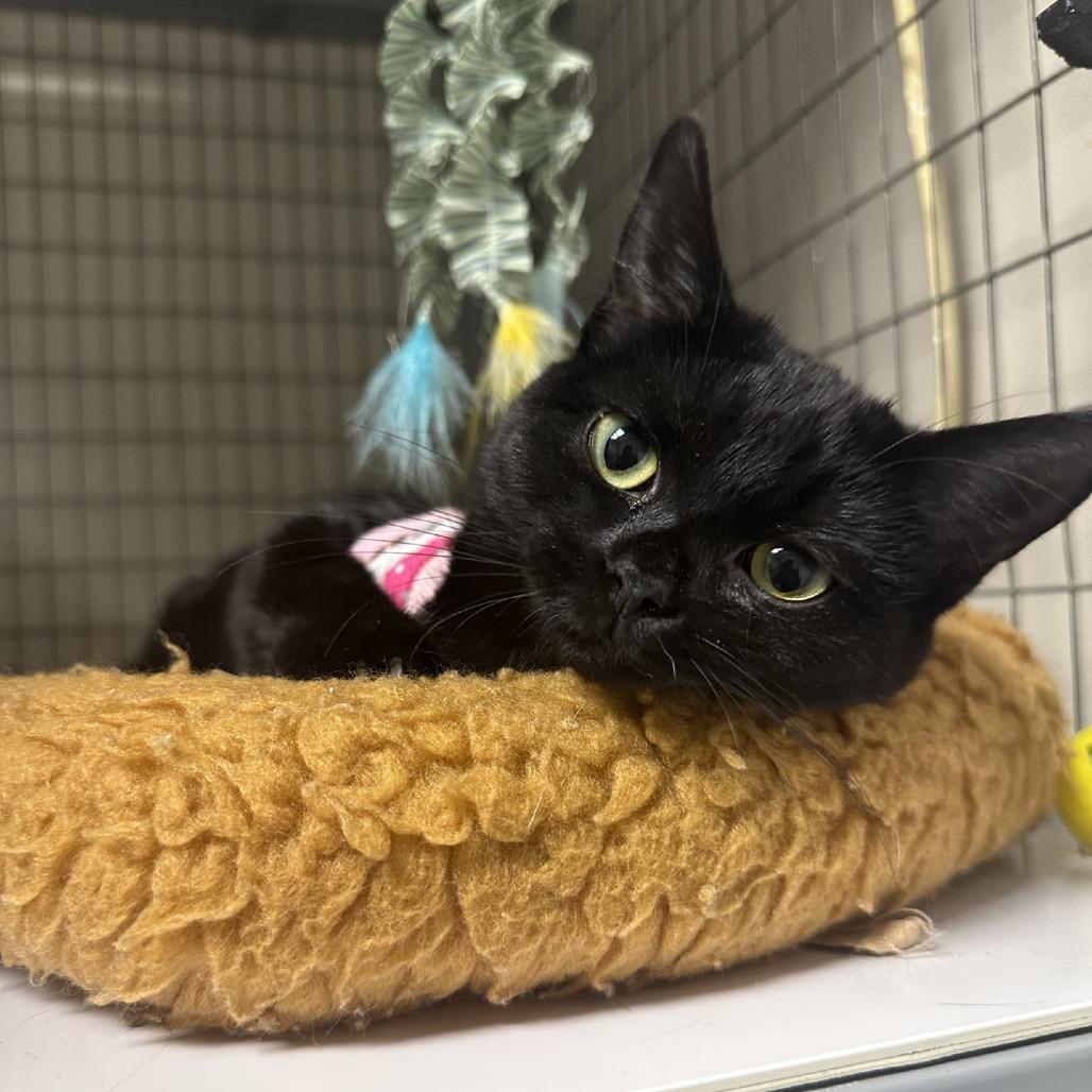 Enlarge Batty, a Adoptable American Shorthair in Blue Ridge, GA image 2/2
