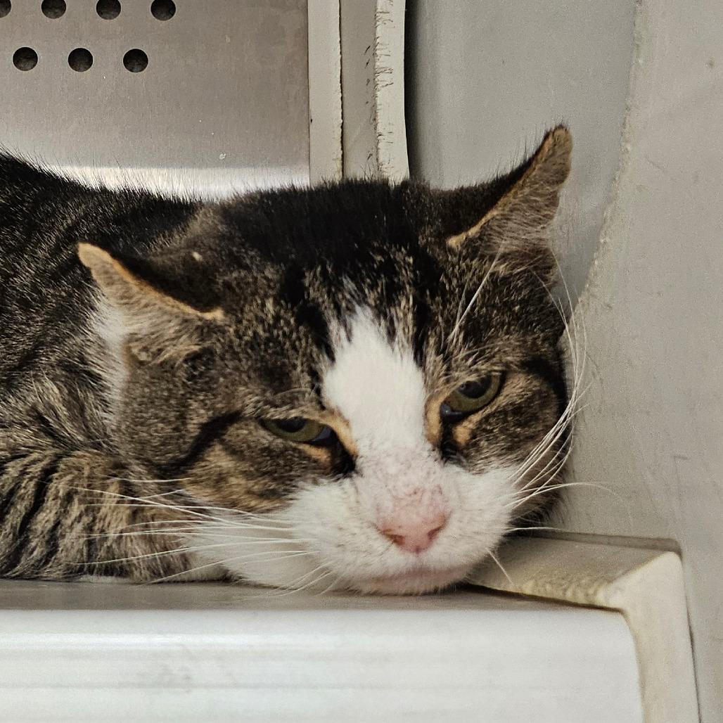 Enlarge Damien, a Adoptable Domestic Short Hair in Chatham, VA image 1/4