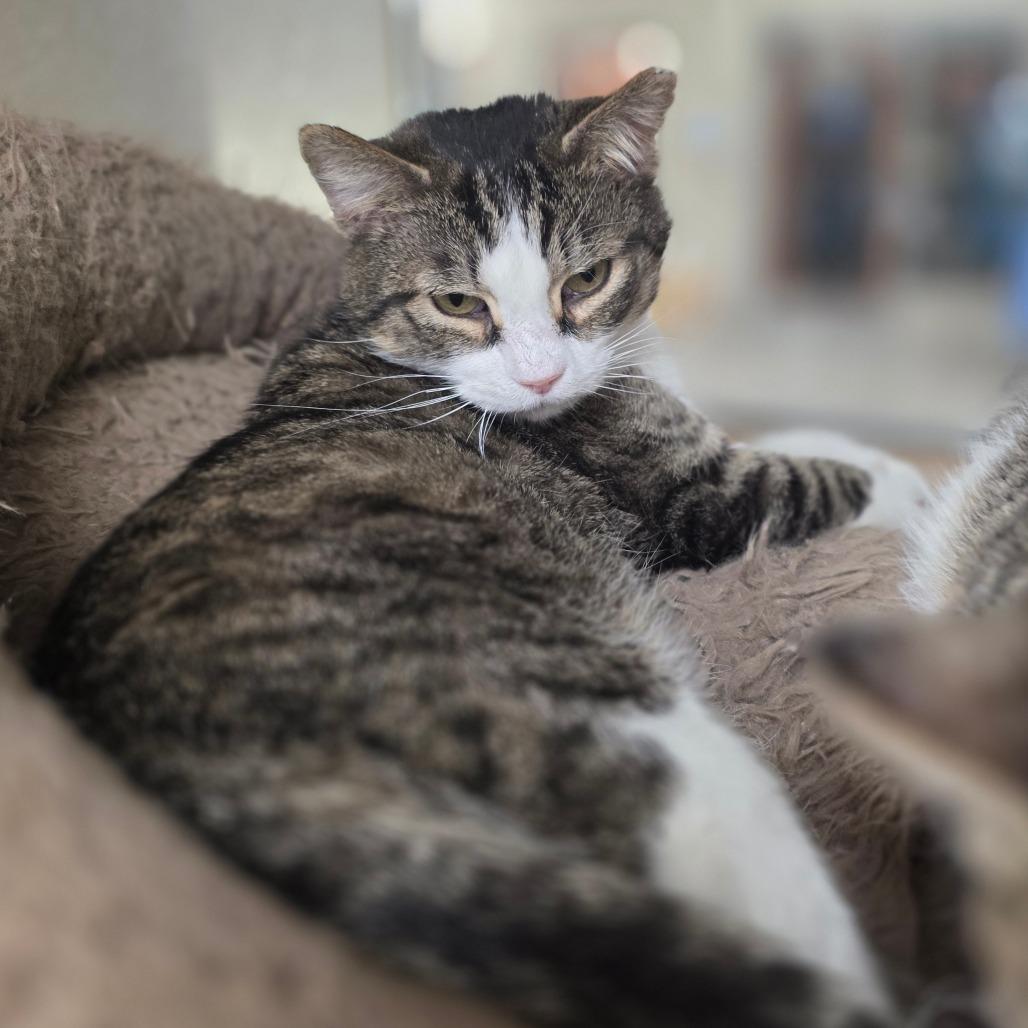 Enlarge Damien, a Adoptable Domestic Short Hair in Chatham, VA image 2/4