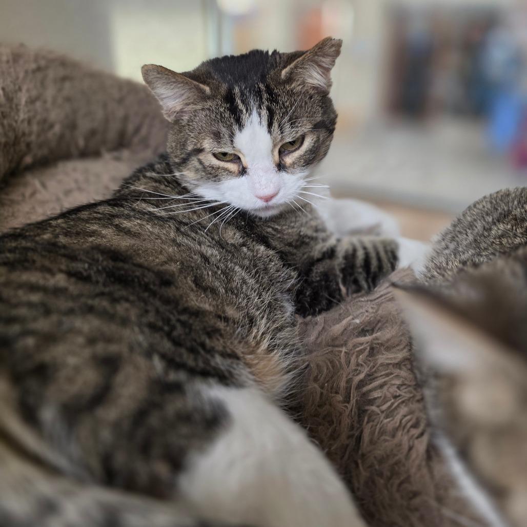 Enlarge Damien, a Adoptable Domestic Short Hair in Chatham, VA image 4/4