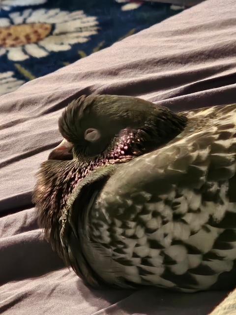 Milton, Adoptable, Adult Male Pigeon & Dove.