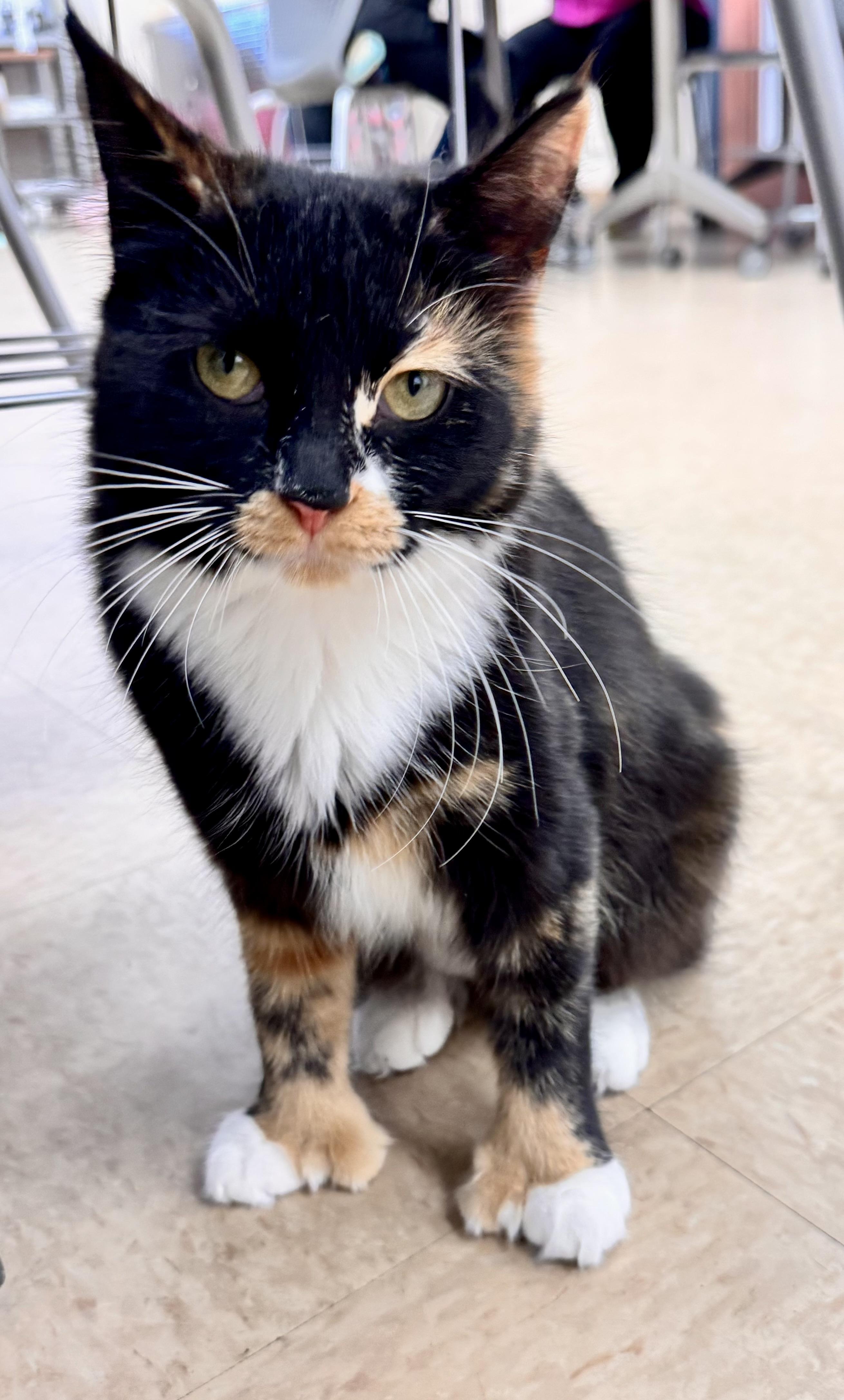 Elizabeth Thumbs, ADOPTABLE, Young Female Domestic Medium Hair.