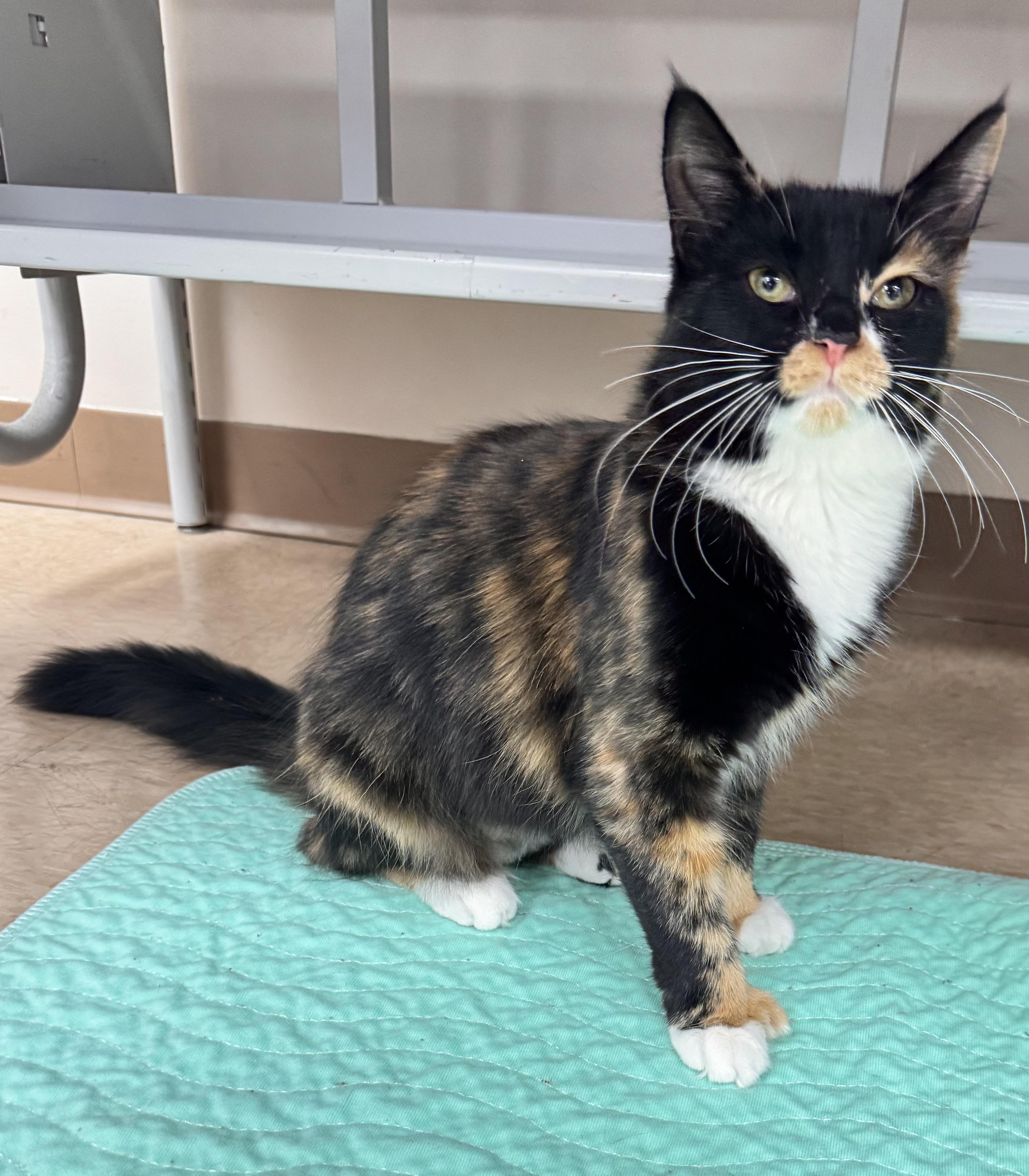 Elizabeth Thumbs, a ADOPTABLE Domestic Medium Hair in Erie, PA image 2/2
