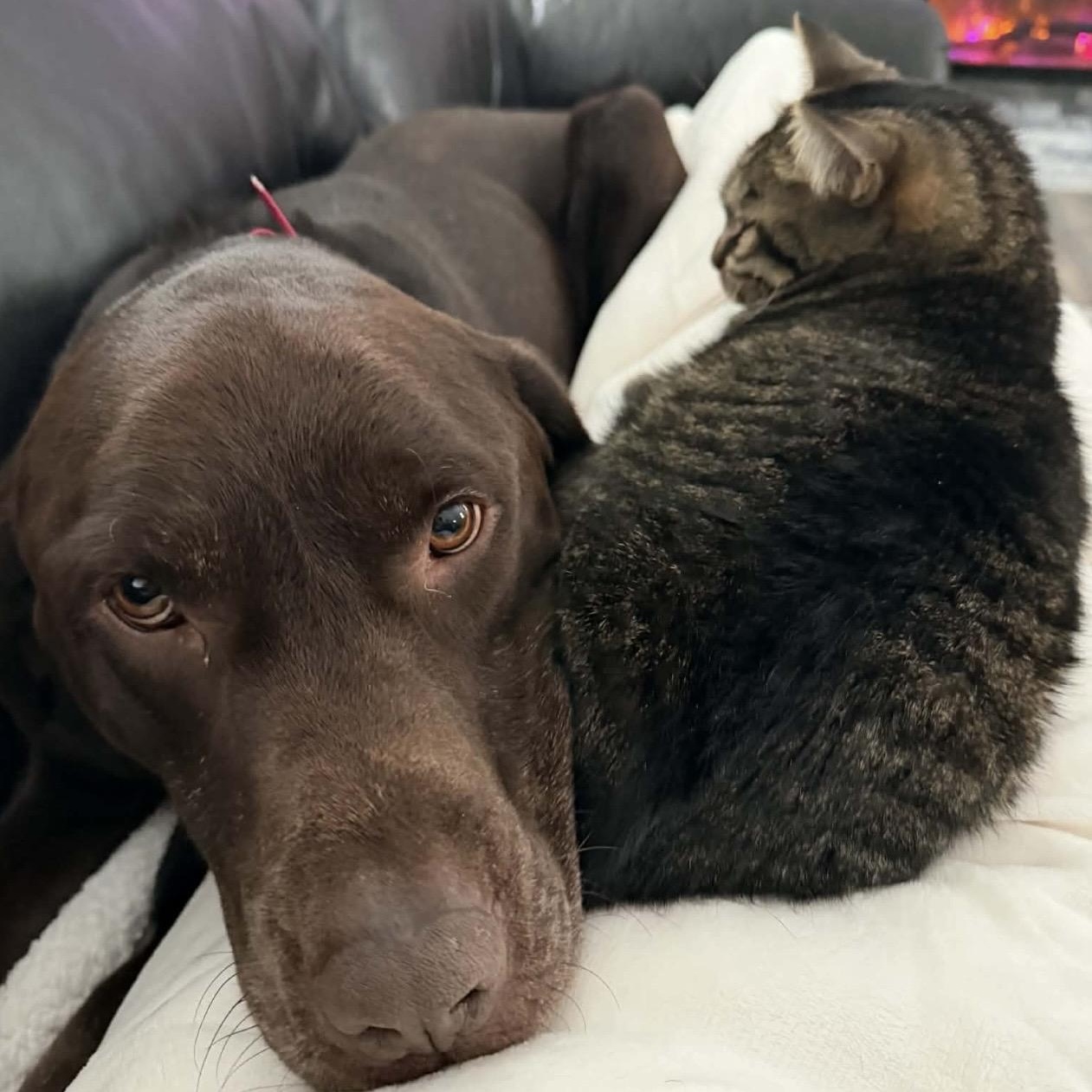 Enlarge Gaston , an adopted mixed breed in Pelham, NH image 5/6