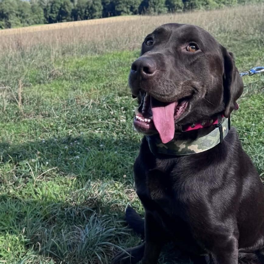 Gaston , adopted, Adult Male Chocolate Labrador Retriever.