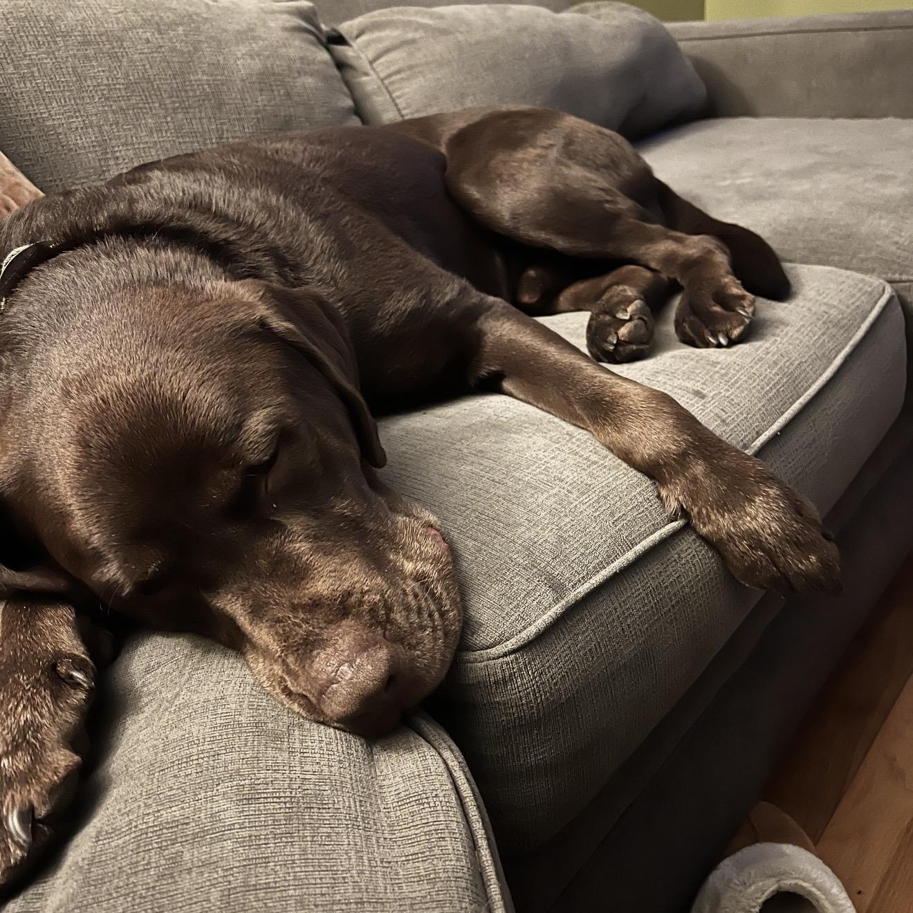 Enlarge Gaston , an adopted mixed breed in Pelham, NH image 4/6