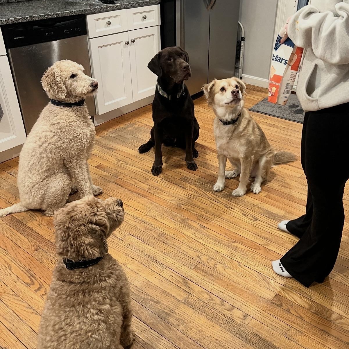 Enlarge Gaston , an adopted mixed breed in Pelham, NH image 3/6