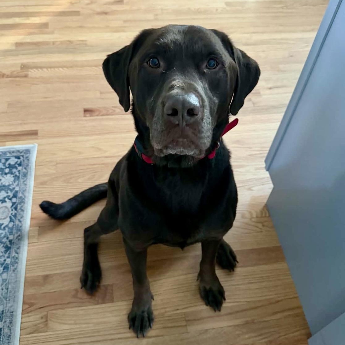 Enlarge Gaston , an adopted mixed breed in Pelham, NH image 2/6