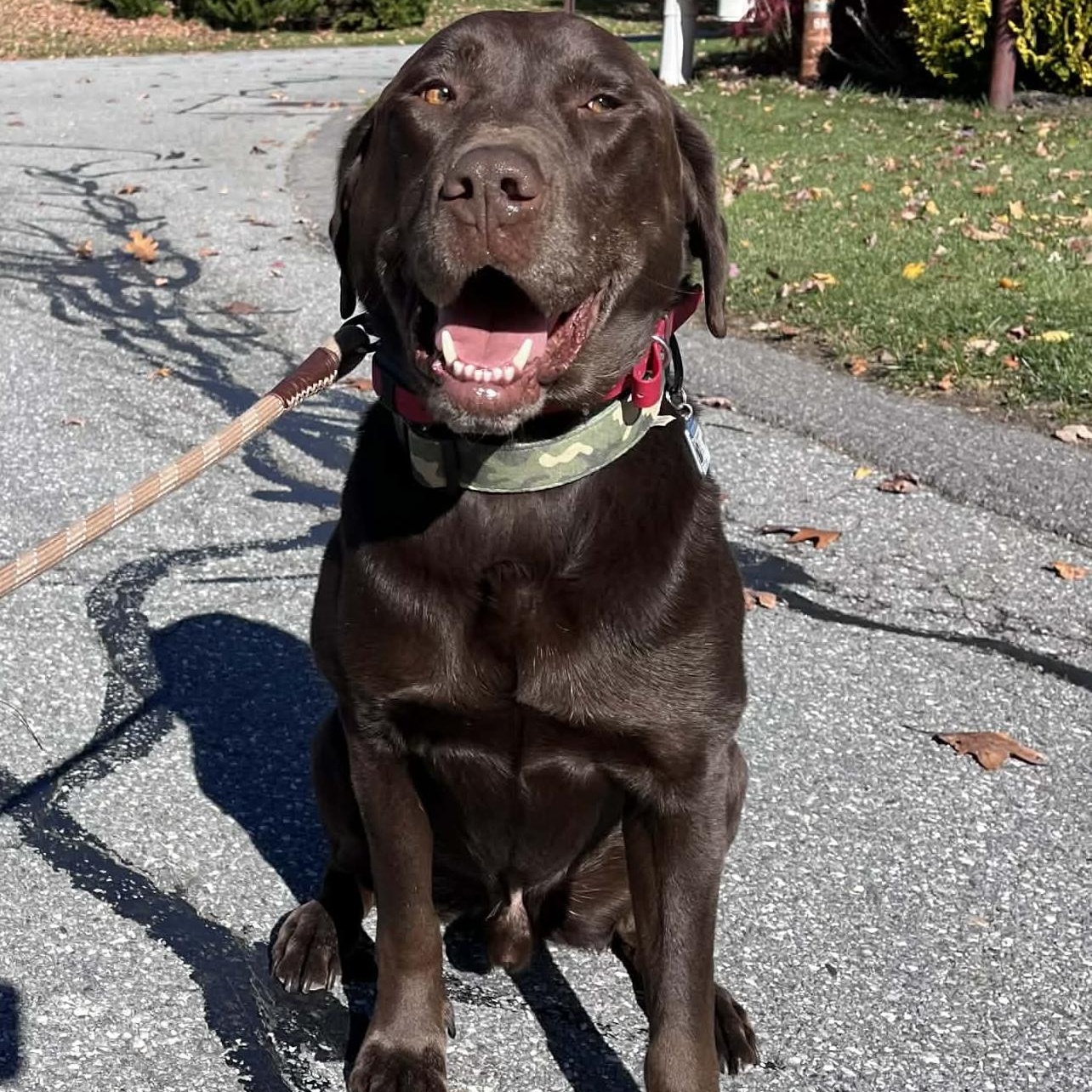 Enlarge Gaston , an adopted mixed breed in Pelham, NH image 6/6