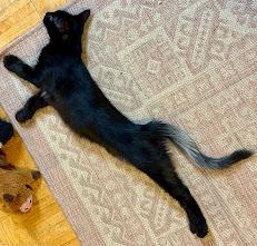 Enlarge Brunson & Shuri-- BONDED PAIR, a Adoptable Domestic Short Hair in New Rochelle, NY image 3/4